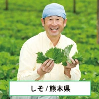 シソ農家